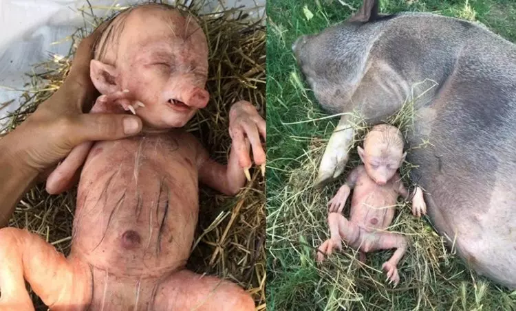 പന്നി മനുഷ്യക്കുഞ്ഞിനെ പ്രസവിച്ചു? സോഷ്യല് മീഡിയയില് പ്രചരിച്ച ഫോട്ടോയ്ക്ക് പിന്നിലെ വസ്തുതയിതാണ്.. പന്നി മനുഷ്യക്കുഞ്ഞിനെ പ്രസവിച്ചു? സോഷ്യല് മീഡിയയില് പ്രചരിച്ച ഫോട്ടോയ്ക്ക് പിന്നിലെ വസ്തുതയിതാണ്..