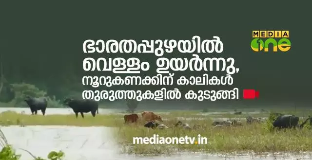 ഭാരതപ്പുഴയില് വെള്ളം ഉയര്ന്നതോടെ തുരുത്തുകളില് കുടുങ്ങി കന്നുകാലികള് ഭാരതപ്പുഴയില് വെള്ളം ഉയര്ന്നതോടെ തുരുത്തുകളില് കുടുങ്ങി കന്നുകാലികള്