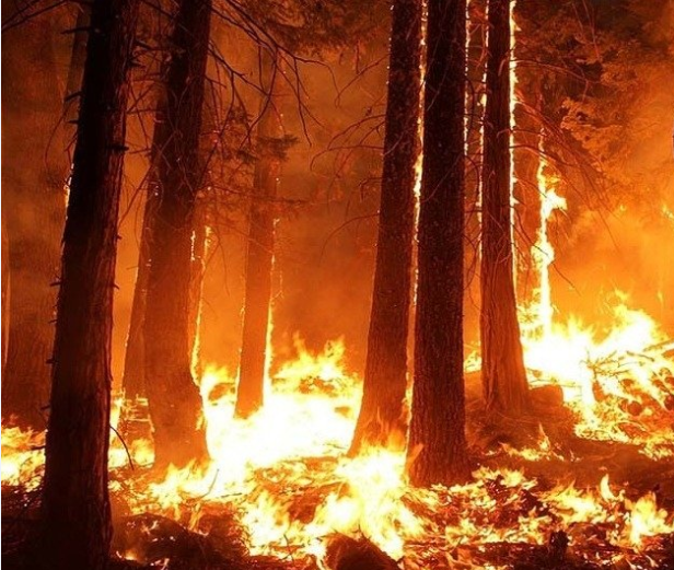 കുരങ്ങിണി കാട്ടുതീക്ക് കാരണം വനം വകുപ്പിന്റെ വീഴ്ചയെന്ന് അന്വേഷണ റിപ്പോർട്ട്