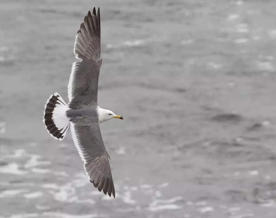 സ്നേക്ക് ഐലന്റില്‍ വിരുന്നെത്തിയ കടല്‍ കാക്കകള്‍