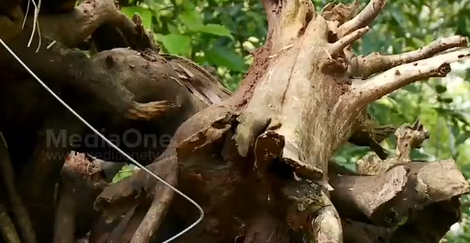 കാപ്പിച്ചെടിയുടെ കുറ്റിയില്‍ ഒരു ശില്‍പം ഒളിച്ചിരിപ്പുണ്ട്... 