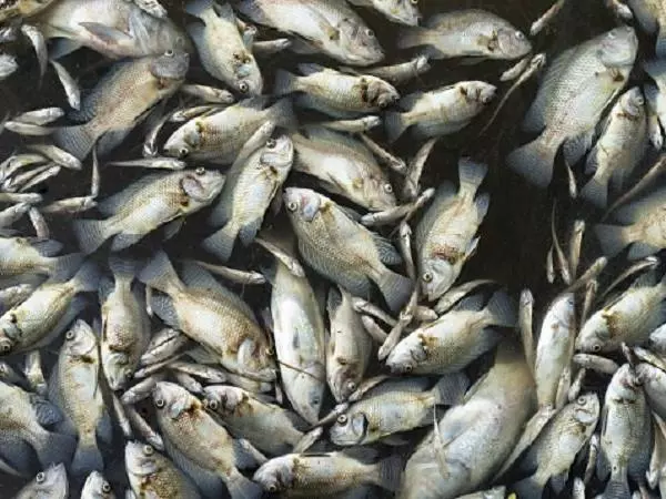 മീനില് ഫോര്മാലിന്: കേന്ദ്രം ഗൌരവപൂര്വ്വം കാണണമെന്ന് കേരളം മീനില് ഫോര്മാലിന്: കേന്ദ്രം ഗൌരവപൂര്വ്വം കാണണമെന്ന് കേരളം