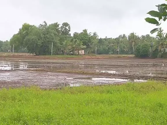 കുട്ടനാട്ടില് വന്കൃഷിനാശം; കോട്ടയത്ത് 34.42 കോടിയുടെ നാശനഷ്ടം കുട്ടനാട്ടില് വന്കൃഷിനാശം; കോട്ടയത്ത് 34.42 കോടിയുടെ നാശനഷ്ടം