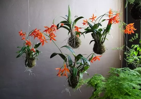 ‘കൊക്കഡാമ’: ഇത് പാവങ്ങളുടെ ബോണ്‍സായ്  