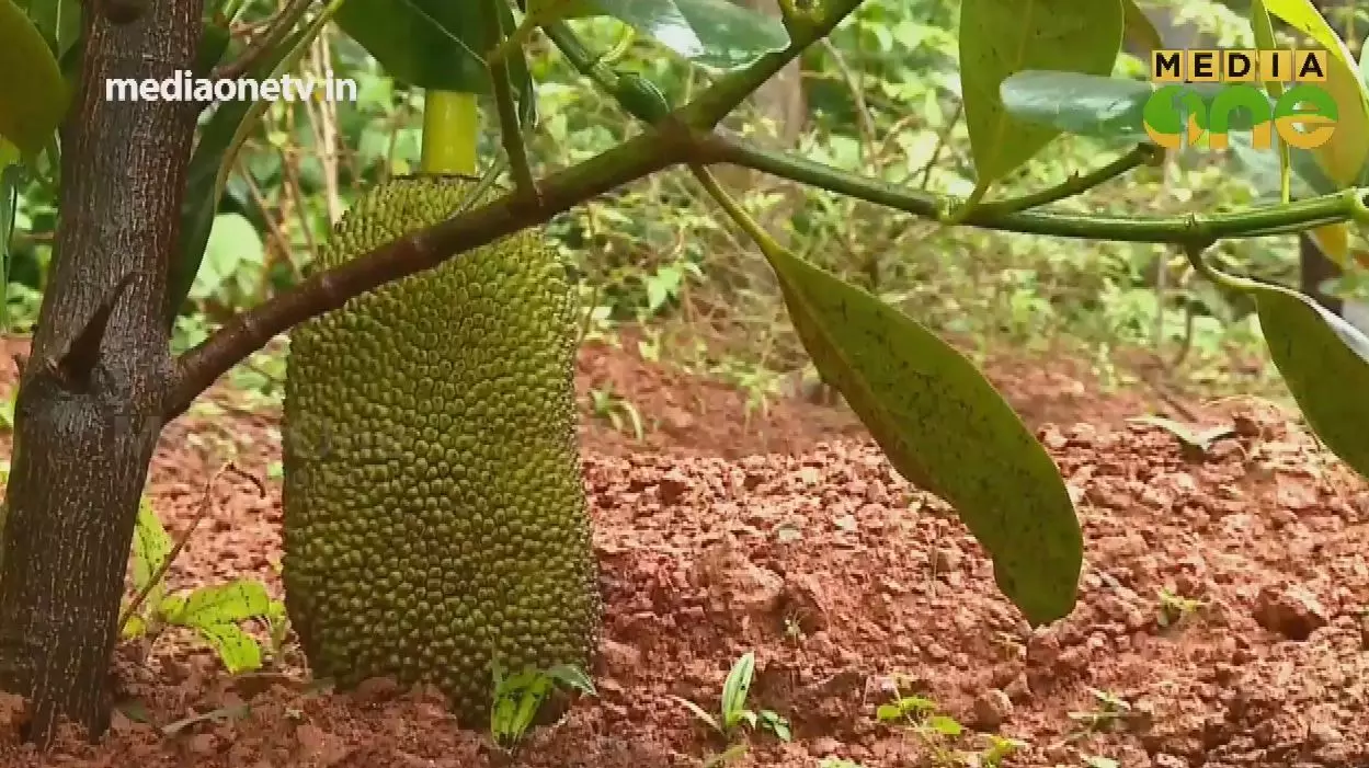 Beyond the headlines | റബ്ബർ മരങ്ങൾ വെട്ടി പ്ലാവ് നട്ട ഒരു കർഷകന്റെ വിജയകഥ |Episode168