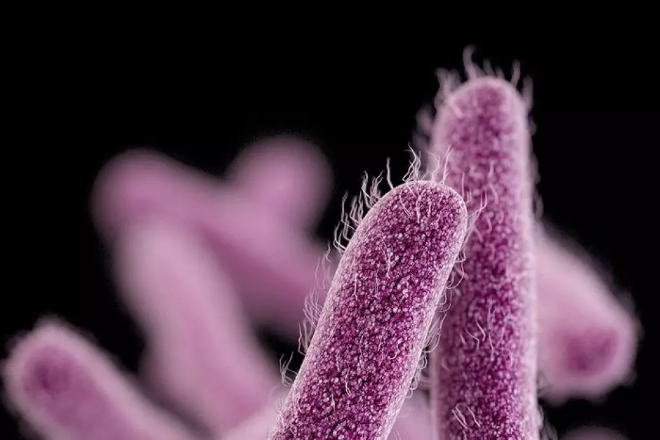 കോഴിക്കോട് രണ്ട് കുട്ടികള്ക്ക് ഷിഗെല്ല ബാധ സ്ഥിരീകരിച്ചു കോഴിക്കോട് രണ്ട് കുട്ടികള്ക്ക് ഷിഗെല്ല ബാധ സ്ഥിരീകരിച്ചു