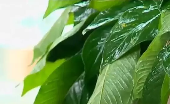 കര്ക്കിടകത്തില് കഴിക്കേണ്ട പത്തിലകളും ഇവിടെയുണ്ട് കര്ക്കിടകത്തില് കഴിക്കേണ്ട പത്തിലകളും ഇവിടെയുണ്ട്