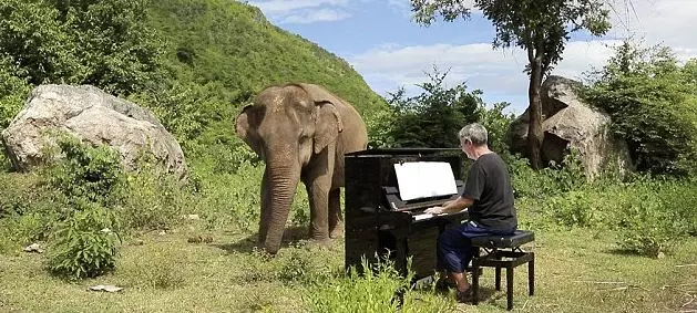 പിയാനോ സംഗീതത്തില് മുഴുകി കാഴ്ചയില്ലാത്ത പിടിയാന പിയാനോ സംഗീതത്തില് മുഴുകി കാഴ്ചയില്ലാത്ത പിടിയാന