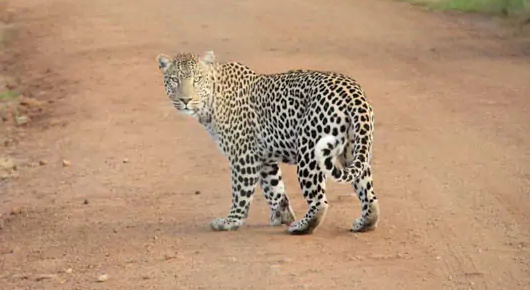 ബൈക്ക് യാത്രികരായ ദമ്പതികളെ പുള്ളിപ്പുലി ആക്രമിച്ചു, പിഞ്ചുകുഞ്ഞിനെ കടിച്ചു കൊണ്ടു പോയി