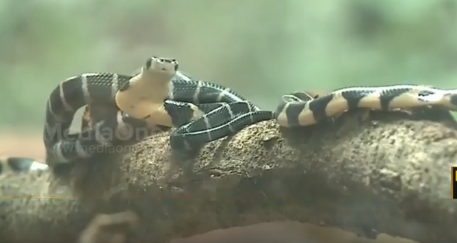 കണ്ണൂരിന് കാവലായി 23 രാജവെമ്പാല കുഞ്ഞുങ്ങള്‍   