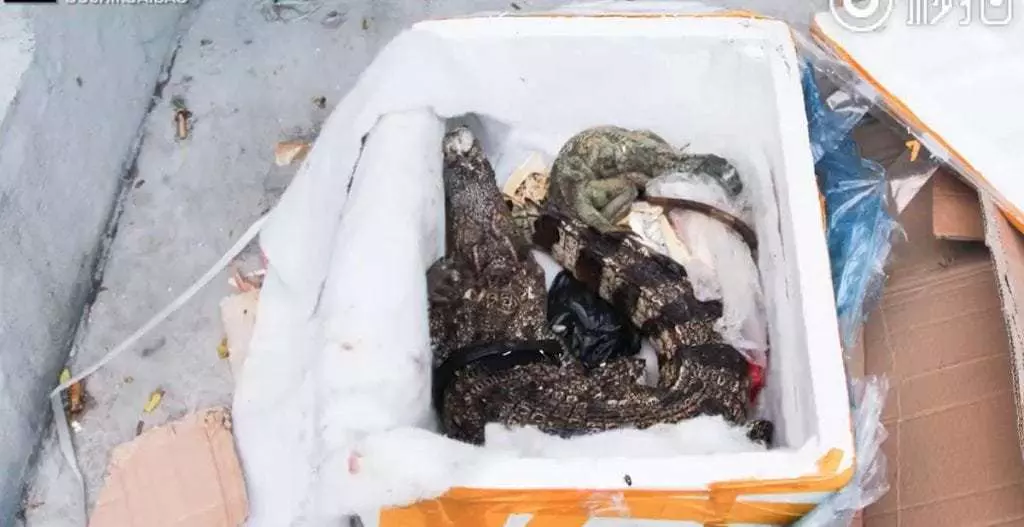 ഹെല്ത്ത് കെയര് ഉല്പന്നങ്ങള് ഓണ്ലൈനില് ഓര്ഡര് ചെയ്തു; കിട്ടിയത് ചത്ത മുതലയും പല്ലിയും ഹെല്ത്ത് കെയര് ഉല്പന്നങ്ങള് ഓണ്ലൈനില് ഓര്ഡര് ചെയ്തു; കിട്ടിയത് ചത്ത മുതലയും പല്ലിയും