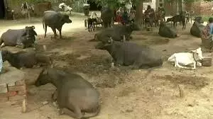 രാജ്യത്ത് വീണ്ടും പശുവിന്റെ പേരില് വീണ്ടും ആള്ക്കൂട്ട കൊലപാതകം രാജ്യത്ത് വീണ്ടും പശുവിന്റെ പേരില് വീണ്ടും ആള്ക്കൂട്ട കൊലപാതകം