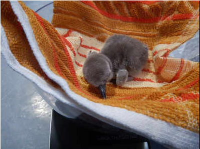 ഇന്ത്യയിലെ ആദ്യത്തെ ഹംബോള്‍ട്ട് പെന്‍ഗ്വിന്‍ ബൈക്കുള്ള സൂവില്‍ പിറന്നു