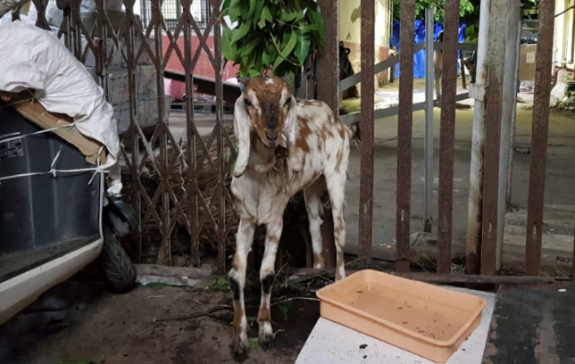 ടിക്കറ്റില്ലാതെ ട്രയിനില്‍ കയറിയ ആടിനെ റെയില്‍വെ ലേലത്തില്‍ വിറ്റു