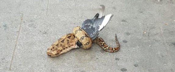 തിരക്കേറിയ റോഡ് സൈഡില്‍ പ്രാവിനെ വിഴുങ്ങുന്ന പെരുമ്പാമ്പ്; വീഡിയോ വൈറല്‍ 