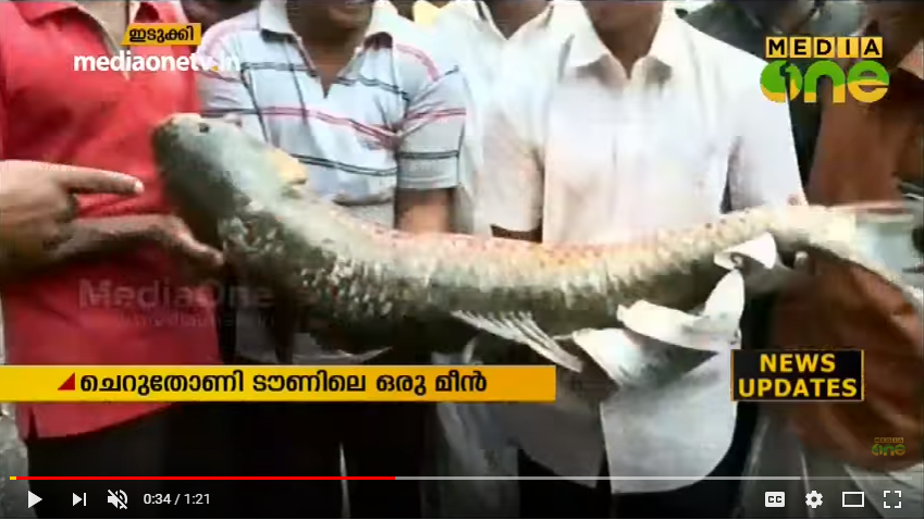 മീന്‍ പിടിക്കരുതെന്നാണ് നിര്‍ദേശം; പക്ഷേ, മീന്‍ ചട്ടിയിലേക്ക് എത്തിയാല്‍ എന്തു ചെയ്യും..!  