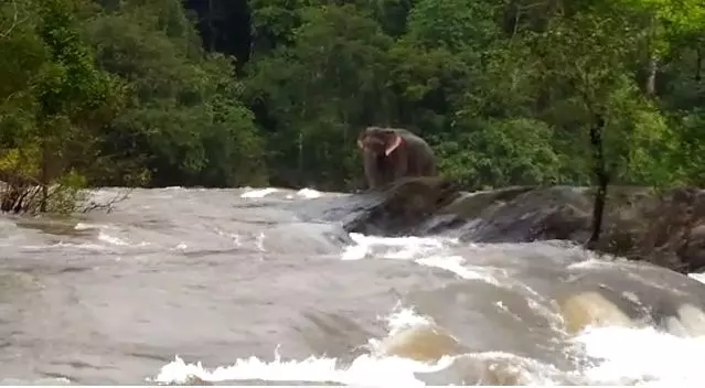 പുഴയിലെ പാറയില്‍ കുടുങ്ങിയ ആനയെ ഡാം അടച്ച് രക്ഷിക്കുന്നതിന്‍റെ ദൃശ്യങ്ങള്‍