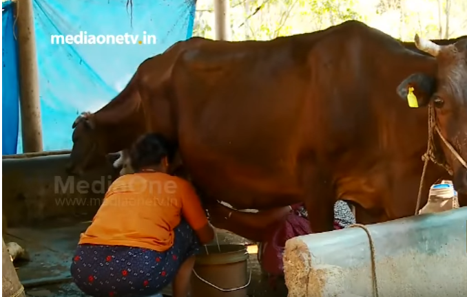 പ്രളയക്കെടുതിയില്‍ വൈക്കോലും തീറ്റപ്പുല്ലും നശിച്ചു: ദുരിതകാലം തിരിച്ചുതന്ന പശുക്കളെക്കൂടി വില്‍ക്കാനൊരുങ്ങി ക്ഷീരകര്‍ഷകര്‍