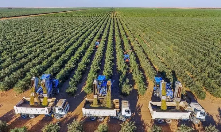 സൗദി അറേബ്യയില്‍  30 ഇന ഒലീവ് മരങ്ങളുടെ ഉത്പാദനം വിജയകരമായി പൂര്‍ത്തിയാക്കി