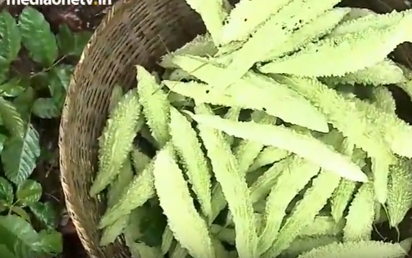 കുന്നിടിച്ച് നിരത്തിയില്ല, പകരം വിത്തിട്ടു; വയല്‍ക്കരയിലെ കുന്നുകള്‍ രജീഷിന് നല്‍കിയത് നൂറ് മേനി വിളവ്