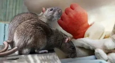 കോഴിക്കോട് ജില്ലയില് എലിപ്പനി പടരുന്നു: മരണം അഞ്ച്, 30 പേര്ക്ക് രോഗം സ്ഥിരീകരിച്ചു കോഴിക്കോട് ജില്ലയില് എലിപ്പനി പടരുന്നു: മരണം അഞ്ച്, 30 പേര്ക്ക് രോഗം സ്ഥിരീകരിച്ചു