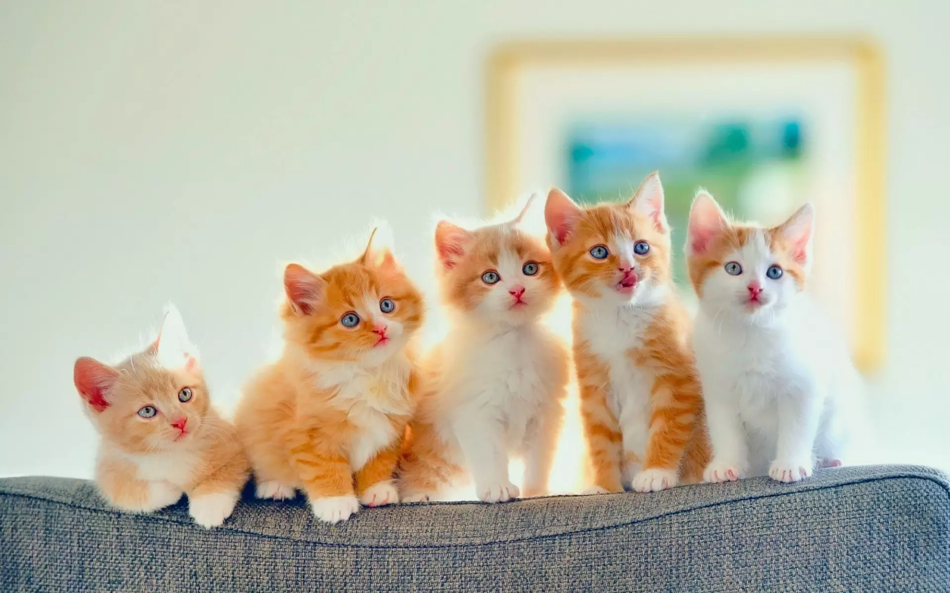 വീട്ടില് പൂച്ചകളെ വളര്ത്തുന്നത് നിരോധിക്കാനൊരുങ്ങി ന്യൂസിലന്ഡിലെ ഒമൌയി ഗ്രാമം വീട്ടില് പൂച്ചകളെ വളര്ത്തുന്നത് നിരോധിക്കാനൊരുങ്ങി ന്യൂസിലന്ഡിലെ ഒമൌയി ഗ്രാമം