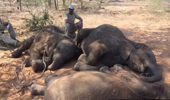 87 ആനകളെ കൊന്നു; നടന്നത് സമീപകാല ചരിത്രത്തിലെ ഏറ്റവും ഭീകരമായ കൂട്ടക്കൊല 87 ആനകളെ കൊന്നു; നടന്നത് സമീപകാല ചരിത്രത്തിലെ ഏറ്റവും ഭീകരമായ കൂട്ടക്കൊല