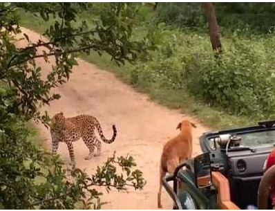 പുലി വരെ പേടിച്ചോടി ഈ തെരുവ് നായയുടെ കുര കേട്ട്; വീഡിയോ കാണാം