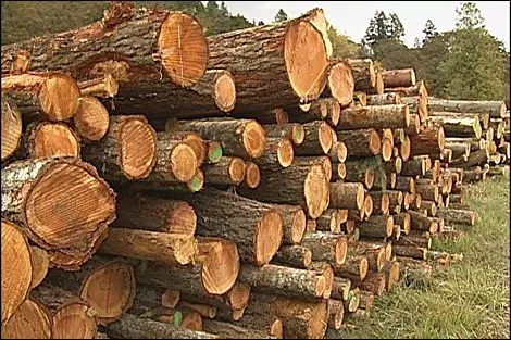 പ്രളയത്തിന്റെ മറവില് കൂടരഞ്ഞിയില് വ്യാപക മരംമുറി പ്രളയത്തിന്റെ മറവില് കൂടരഞ്ഞിയില് വ്യാപക മരംമുറി