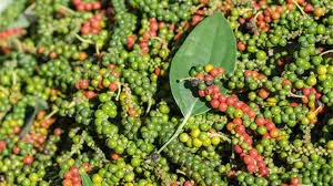 പ്രളയശേഷം കുരുമുളക് ചെടികള്ക്ക് അജ്ഞാതരോഗം: കുരുമുളകും ഇലയും കൊഴിയുന്നു പ്രളയശേഷം കുരുമുളക് ചെടികള്ക്ക് അജ്ഞാതരോഗം: കുരുമുളകും ഇലയും കൊഴിയുന്നു