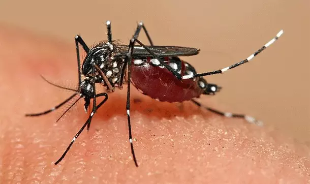 ഡെങ്കിപ്പനിക്കെതിരെ ആരോഗ്യവകുപ്പിന്റെ മുന്നറിയിപ്പ്