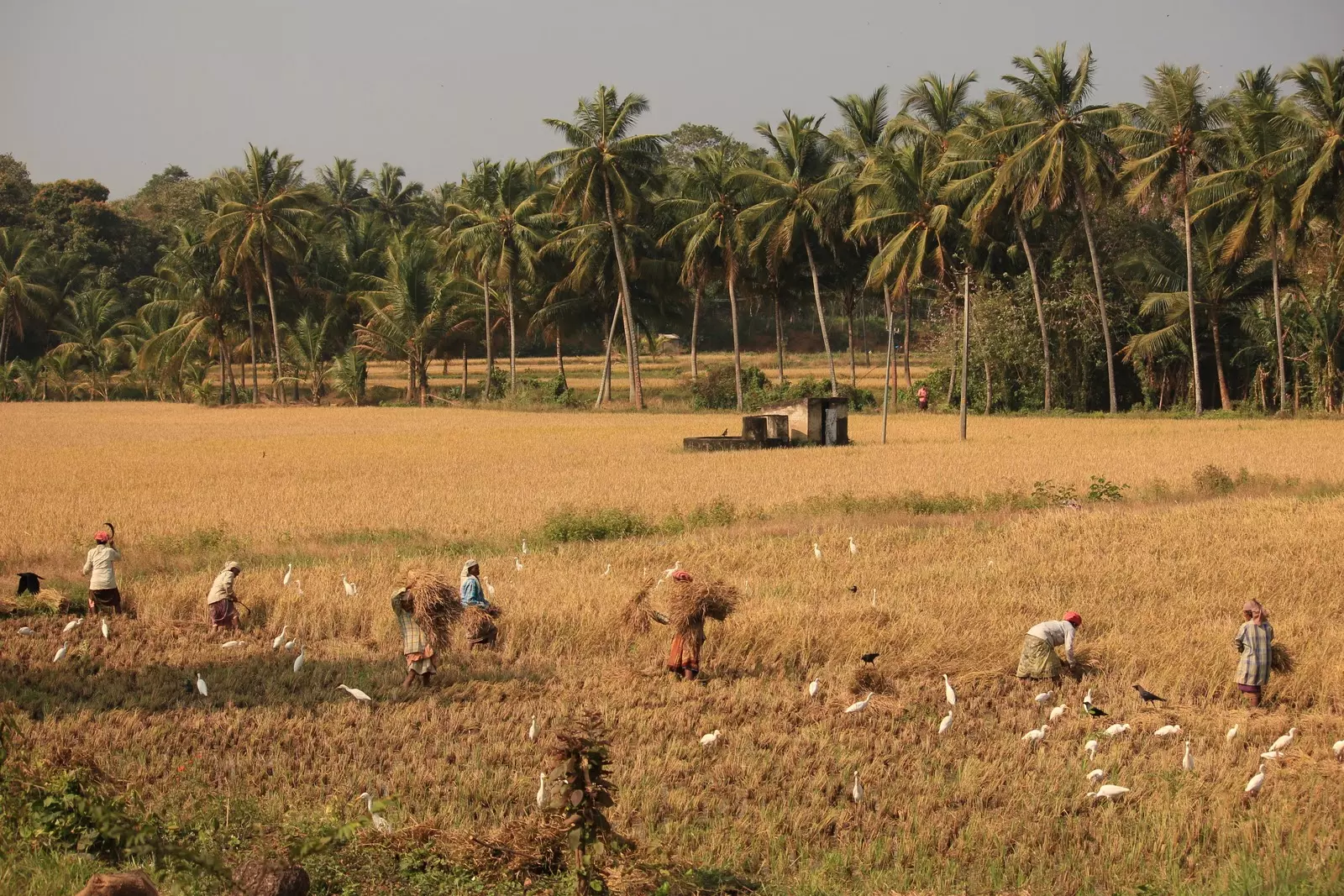 വെള്ളപ്പൊക്കത്തില് നശിച്ച നെൽപ്പാടങ്ങൾ ഇപ്പോള് വെള്ളമില്ലാതെ നശിക്കുന്നു വെള്ളപ്പൊക്കത്തില് നശിച്ച നെൽപ്പാടങ്ങൾ ഇപ്പോള് വെള്ളമില്ലാതെ നശിക്കുന്നു