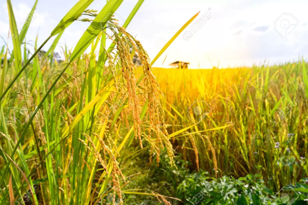മുണ്ടകപ്പാടത്ത് പൊന്നുവിളയിച്ച് പെണ്ണുങ്ങള്‍