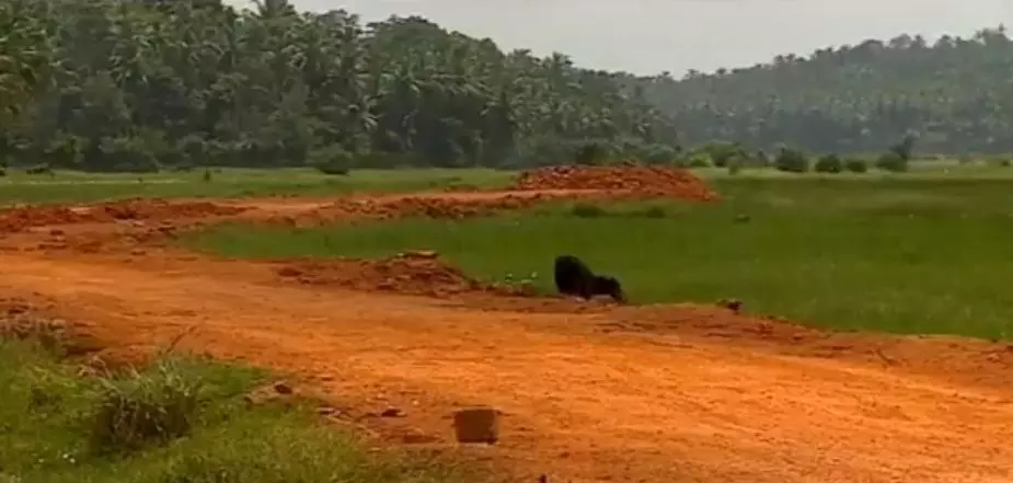 മന്ത്രിയുടെ വാക്കിന് പുല്ലുവില; ആവളപാണ്ടിയില് പാടം വീണ്ടും മണ്ണിട്ട് നികത്തുന്നു മന്ത്രിയുടെ വാക്കിന് പുല്ലുവില; ആവളപാണ്ടിയില് പാടം വീണ്ടും മണ്ണിട്ട് നികത്തുന്നു