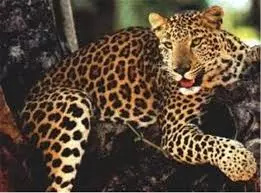 പ്രളയത്തിന് ശേഷം പത്തനംതിട്ടയില്‍ പുലി