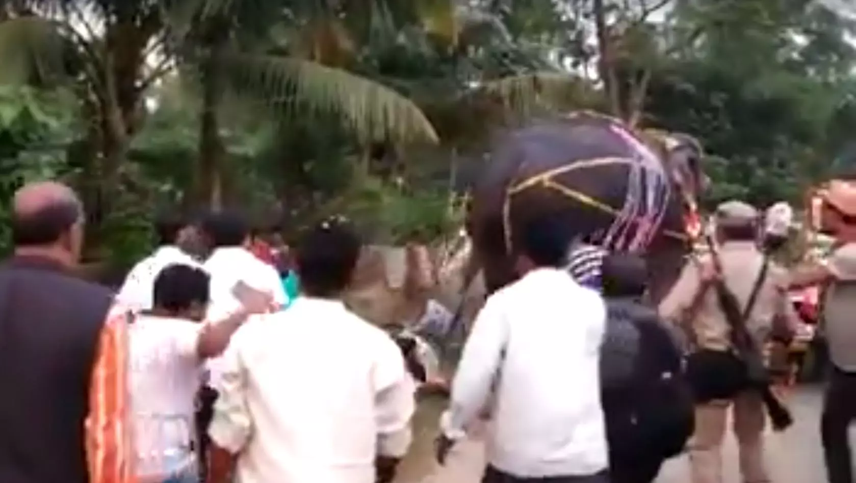 ആനക്ക് ഇഷ്ടപ്പെട്ടില്ല ആ ആഘോഷം; അസമിലെ ഡെപ്യൂട്ടി സ്പീക്കറെ തള്ളിതാഴെയിട്ടു ആനക്ക് ഇഷ്ടപ്പെട്ടില്ല ആ ആഘോഷം; അസമിലെ ഡെപ്യൂട്ടി സ്പീക്കറെ തള്ളിതാഴെയിട്ടു