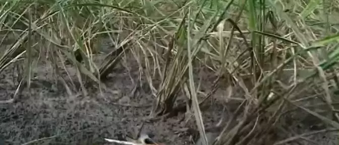 വിളനാശവും കടവും ഇനിയും കിട്ടാത്ത നഷ്ടപരിഹാരവും: കര്ഷകര് പ്രതിസന്ധിയില് വിളനാശവും കടവും ഇനിയും കിട്ടാത്ത നഷ്ടപരിഹാരവും: കര്ഷകര് പ്രതിസന്ധിയില്