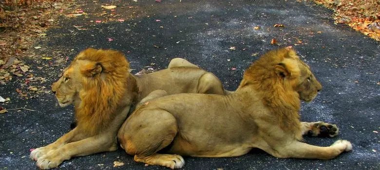 ഗീര്‍ വനത്തിലെ സിംഹങ്ങളുടെ കൂട്ടമരണം, കുത്തിവെപ്പെടുക്കാന്‍ ഗുജറാത്ത് ഹൈക്കോടതി ഉത്തരവ്