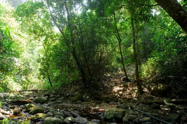 പൊന്തൻപുഴ വനത്തിലെ 500 ഹെക്ടർ വന ഭൂമി രേഖകളിൽ നിന്ന് അപ്രത്യക്ഷമായി പൊന്തൻപുഴ വനത്തിലെ 500 ഹെക്ടർ വന ഭൂമി രേഖകളിൽ നിന്ന് അപ്രത്യക്ഷമായി