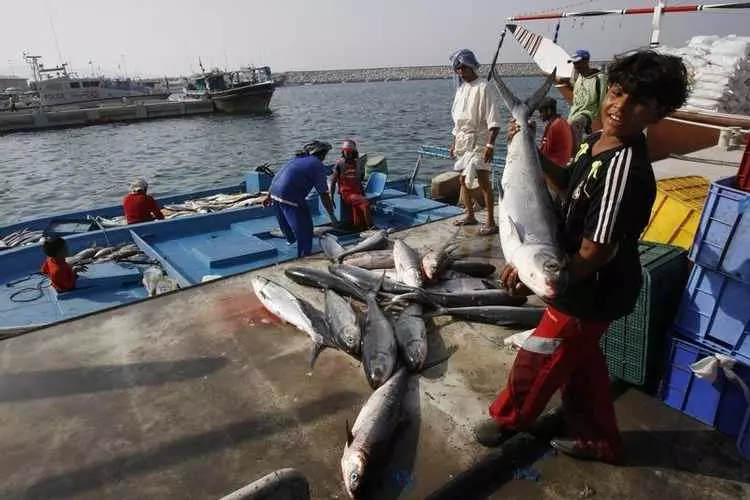മത്സ്യ ബന്ധന മേഖലയിലെ സ്വദേശിവത്കരണം; കൂടുതല് സമയം വേണമെന്ന് സ്വദേശികള് മത്സ്യ ബന്ധന മേഖലയിലെ സ്വദേശിവത്കരണം; കൂടുതല് സമയം വേണമെന്ന് സ്വദേശികള്