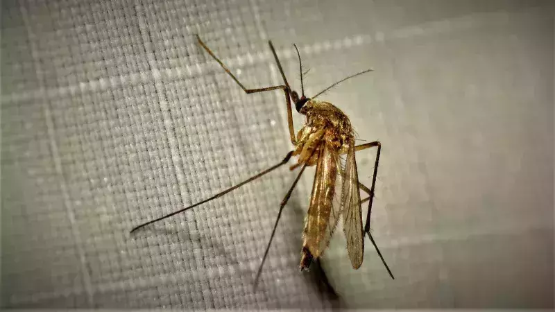 കൊതുകുകളെ തുരത്താം, രോഗങ്ങളെ അകറ്റി നർത്താം കൊതുകുകളെ തുരത്താം, രോഗങ്ങളെ അകറ്റി നർത്താം