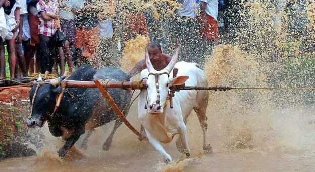 ജീവകാരുണ്യപ്രവര്‍ത്തനത്തിന് പണം കണ്ടെത്താനായി കാളപൂട്ട് മത്സരം