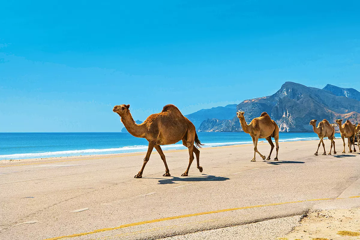 ലുബാന്‍ ചുഴലിക്കാറ്റ് ഒമാന്‍ തീരത്തേക്ക്; ബംഗാള്‍ ഉള്‍ക്കടലില്‍ മറ്റൊരു ന്യൂനമര്‍ദ്ദം കൂടി