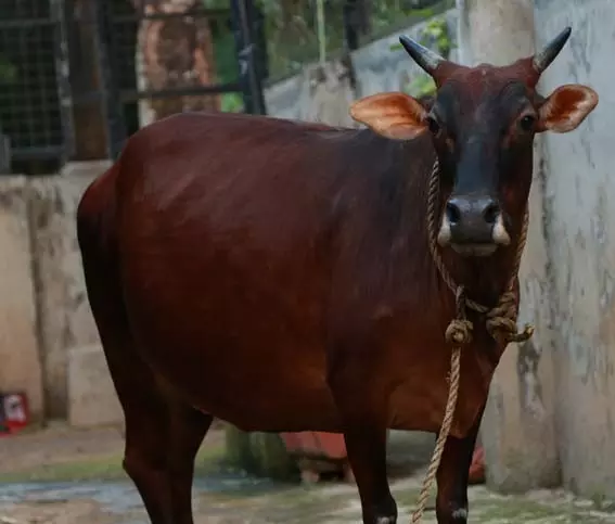 പുരയിടത്തില് കയറിയെന്നാരോപിച്ച് മിണ്ടാപ്രാണിയോട് അയല്വാസിയുടെ ക്രൂരത;പശുവിന്റെ കഴുത്തില് കത്തി കൊണ്ട് കുത്തി പുരയിടത്തില് കയറിയെന്നാരോപിച്ച് മിണ്ടാപ്രാണിയോട് അയല്വാസിയുടെ ക്രൂരത;പശുവിന്റെ കഴുത്തില് കത്തി കൊണ്ട് കുത്തി