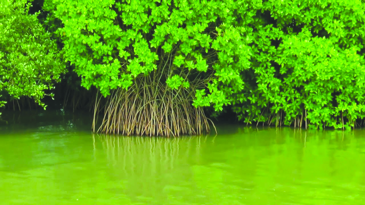കടലുണ്ടി - വള്ളിക്കുന്ന് കമ്യൂണിറ്റി റിസർവ്വ് പദ്ധതി ഇപ്പോഴും കടലാസില് തന്നെ കടലുണ്ടി - വള്ളിക്കുന്ന് കമ്യൂണിറ്റി റിസർവ്വ് പദ്ധതി ഇപ്പോഴും കടലാസില് തന്നെ