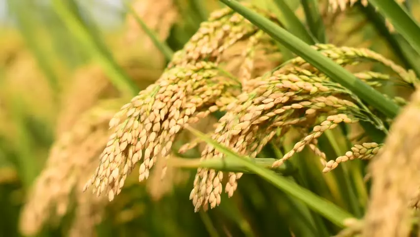 കേരളത്തില്‍ അന്യം നിന്നു പോയ നെൽവിത്തുകൾ ഇനി ഗള്‍ഫില്‍ വിളയും