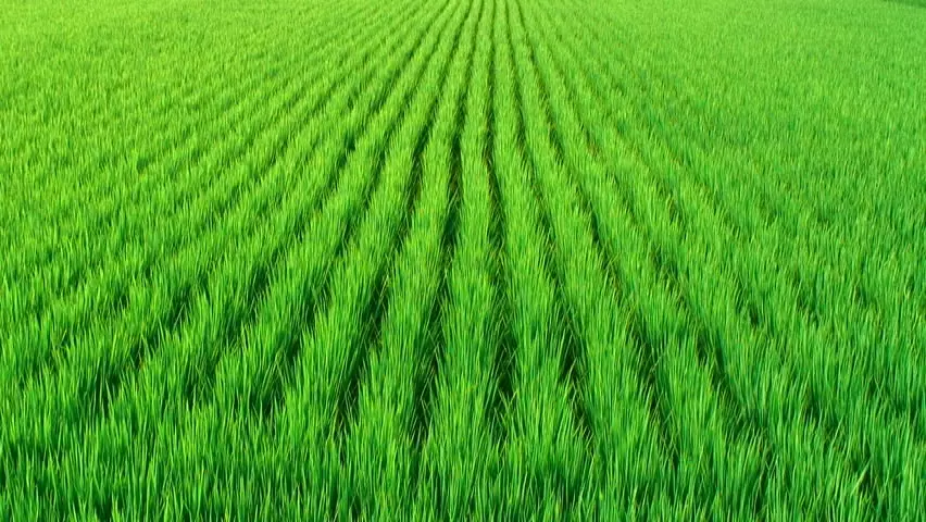 കൃഷിയിലേക്കിറങ്ങി വെള്ളരിപ്പാടം തിയറ്റേഴ്സ്,ആഘോഷമായി നടീല്‍ ഉത്സവം