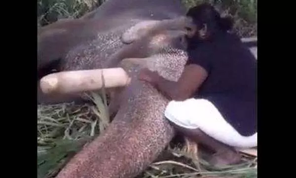 താരാട്ട് പാടികൊടുത്താല് ആനയും ഉറങ്ങും: പാപ്പാന്റെ ‘അല്ലിയിളം പൂവോ’ കേട്ട് ഉറങ്ങുന്ന ആനയുടെ വീഡിയോ വൈറല് താരാട്ട് പാടികൊടുത്താല് ആനയും ഉറങ്ങും: പാപ്പാന്റെ ‘അല്ലിയിളം പൂവോ’ കേട്ട് ഉറങ്ങുന്ന ആനയുടെ വീഡിയോ വൈറല്