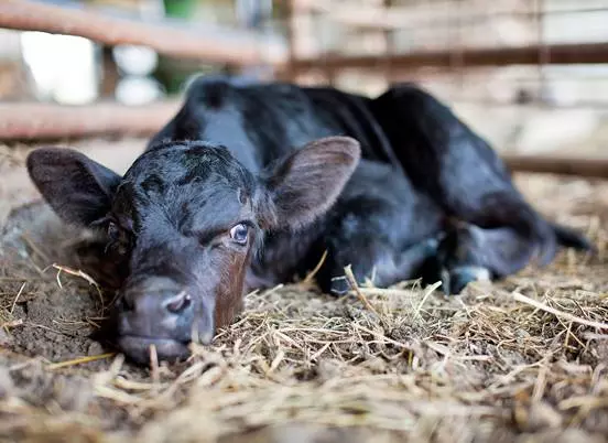 കോഴിക്കോട്  പശുക്കുട്ടികളില്‍ അപൂര്‍വ്വ രോഗം