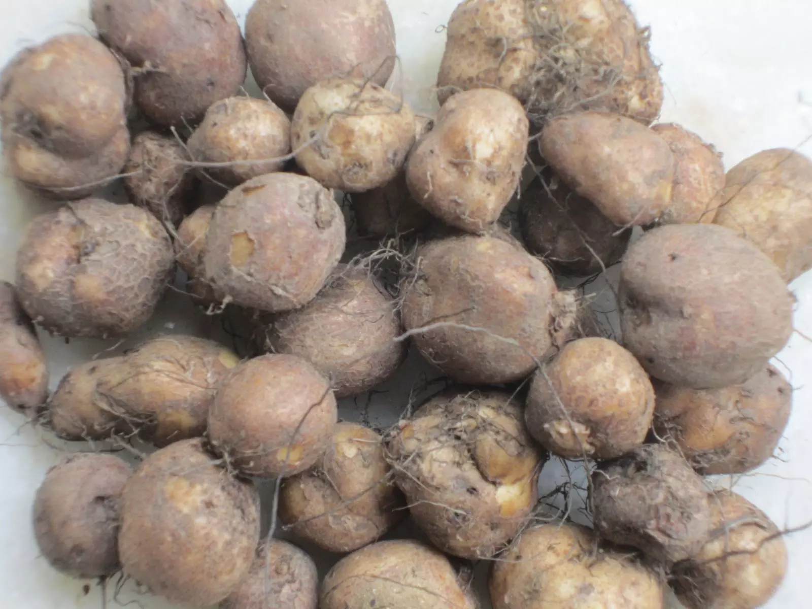 കൂര്‍ക്ക എളുപ്പത്തില്‍ വൃത്തിയാക്കാം;ഇതാ ചില പൊടിക്കൈകള്‍